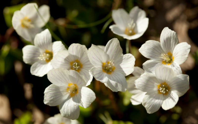 Oxalis-Acetosella Flower - Flowers Name Starting with O