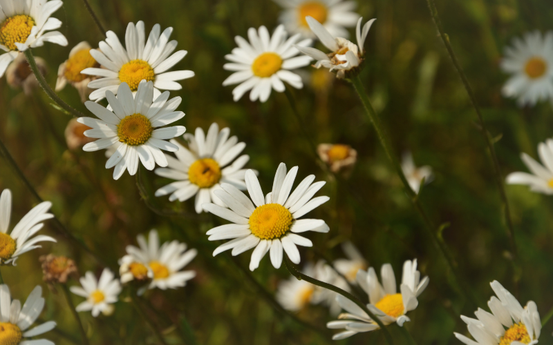 Oxeye Daisy Flower - Flowers Name Starting with O