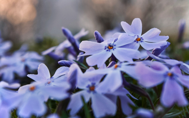 Phlox Flower - Blue Flowers Name with Pictures