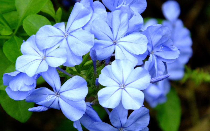 Plumbago Flower - Blue Flowers Name with Pictures