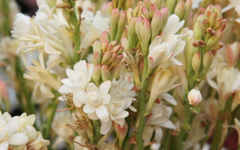 Polianthes tuberosa Flower - Flowers Name Starting with P