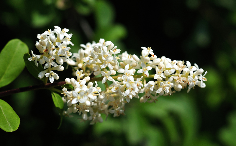 Privet Flower - Flowers Name Starting with P