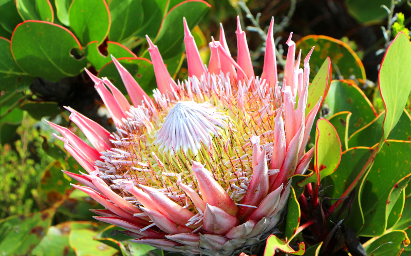 Protea Flower - Flowers Name Starting with P