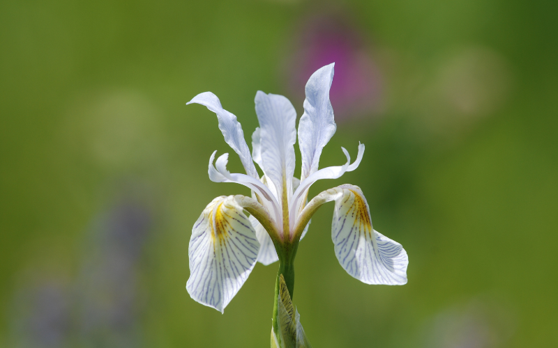Rocky Mountain iris Flower - Flowers Name Starting with R