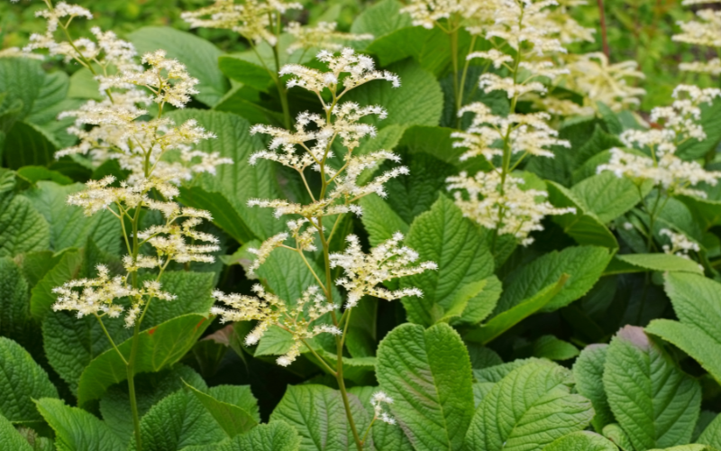 Rodgersia aesculifolia Flower - Flowers Name Starting with R