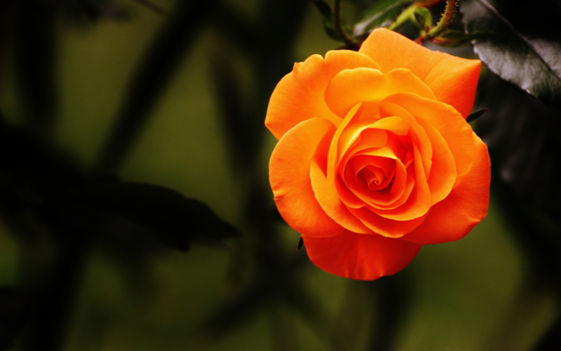 Rose Flower - Orange Flowers Name