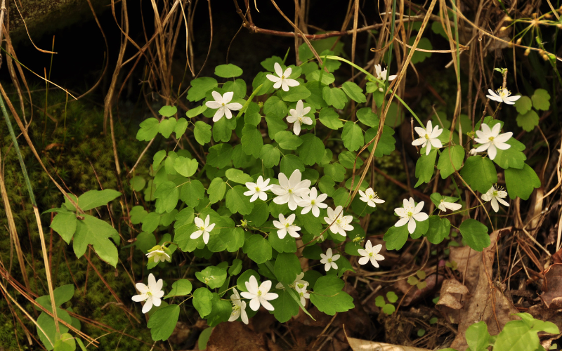 Rue anemone Flower - Flowers Name Starting with R 