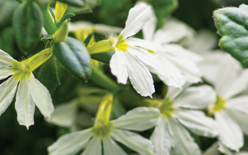 Scaevola Flower - White Flowers Name