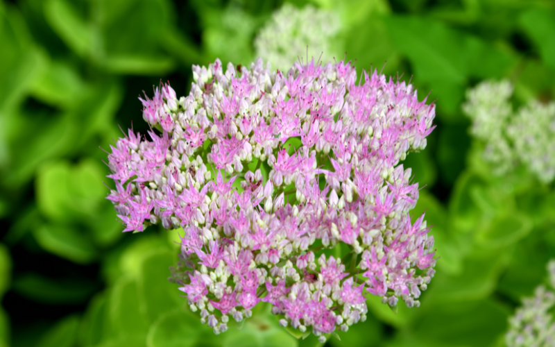 Showy Stonecrop Flower - Flowers Name Starting with S