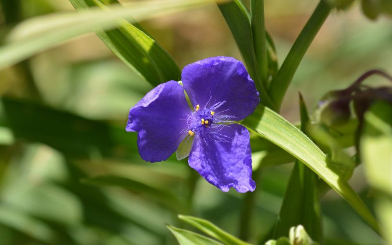 Spiderwort Flower - Blue Flowers Name with Pictures