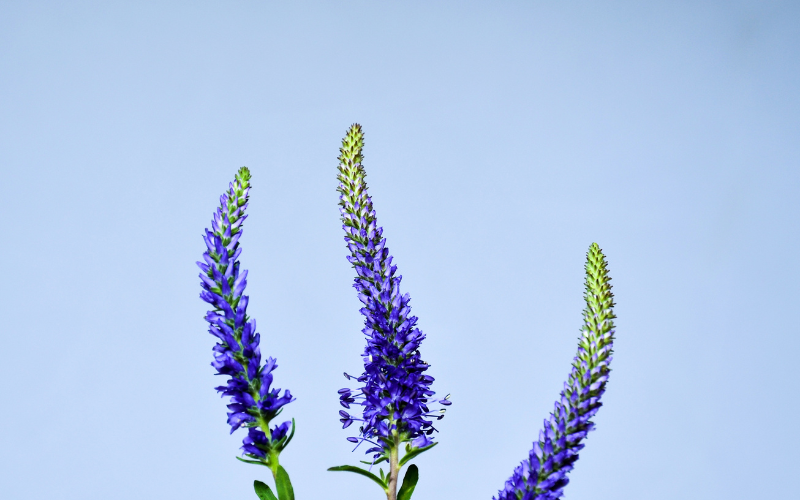 Spiked Speedwell Flower - Flowers Name Starting with S