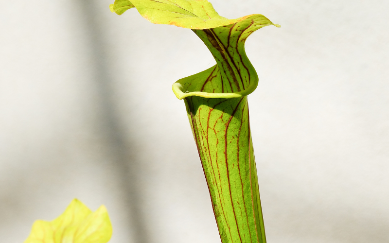 Sweet Pitcher plant Flower - Green Flowers Name