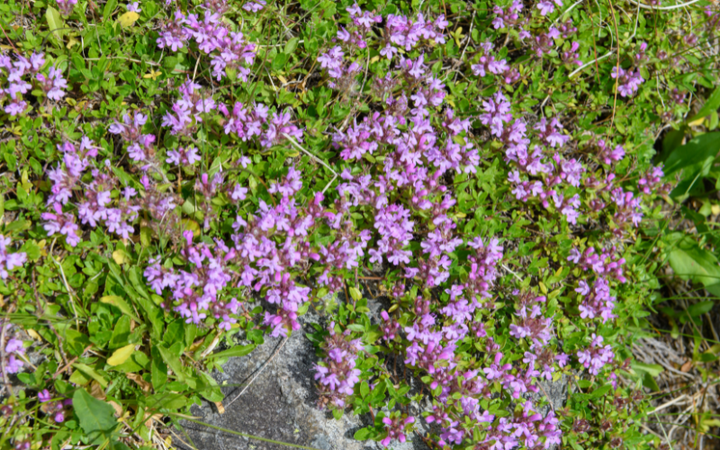 Thymus quinquecostatus Flower - Flowers Name Starting with T