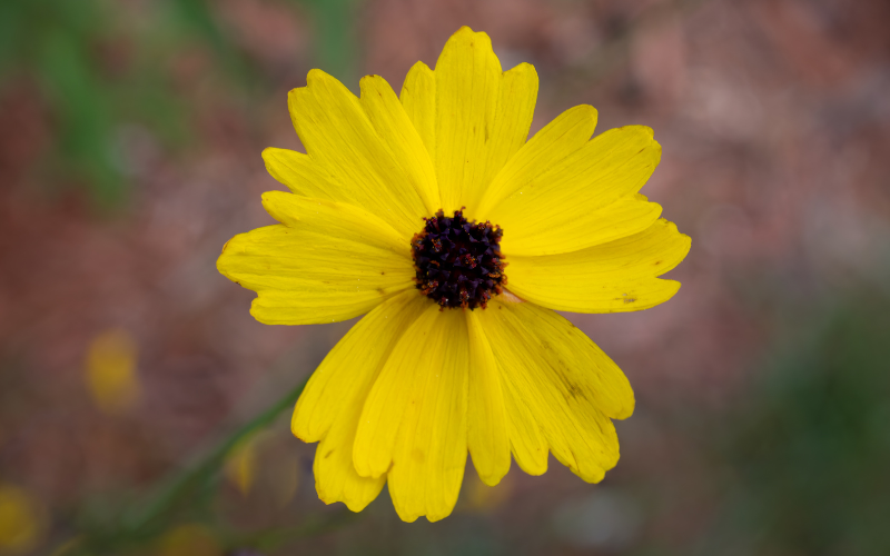 Tickseed (Coreopsis palmata) Flower - Flowers Name Starting with T