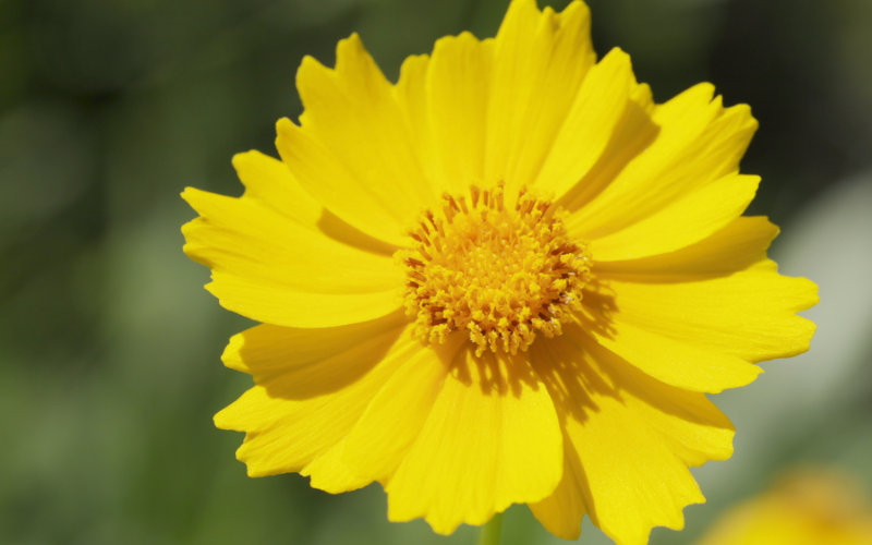 Tickseed (Coreopsis pubescens) Flower - Flowers Name Starting with T