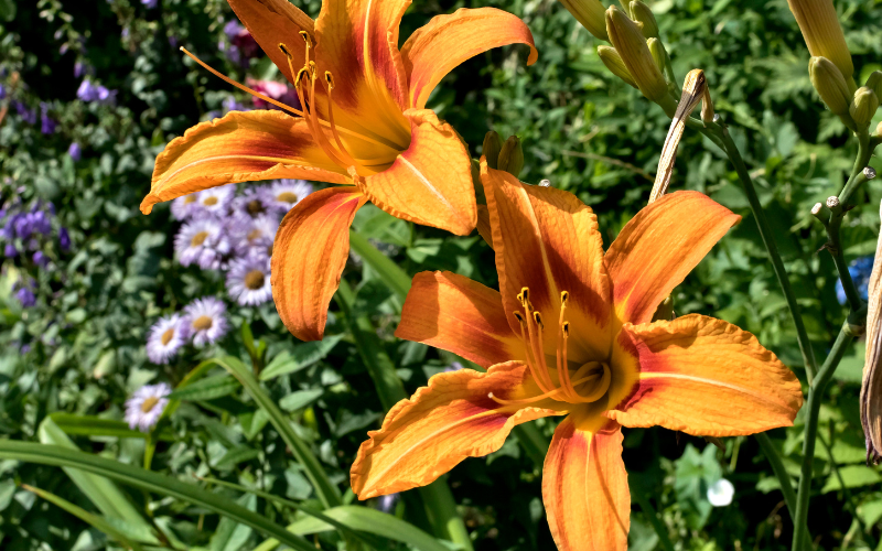 Tiger Lily - Brown Flowers Name
