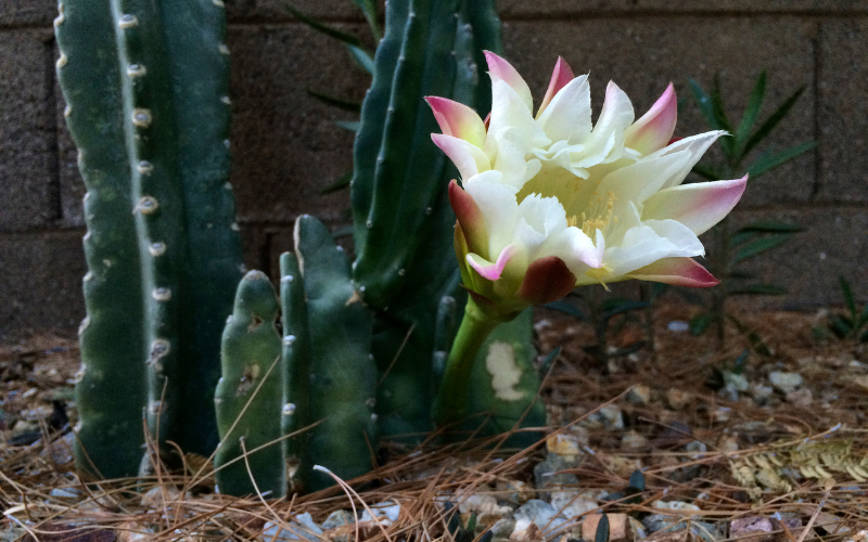 Totem Pole Cactus Flower - Flowers Name Starting with T