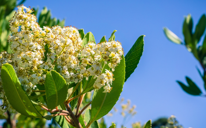 Toyon Shrub Flower - Flowers Name Starting with T