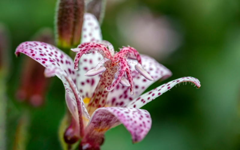 Tricyrtis formosana Flower - Flowers Name Starting with T