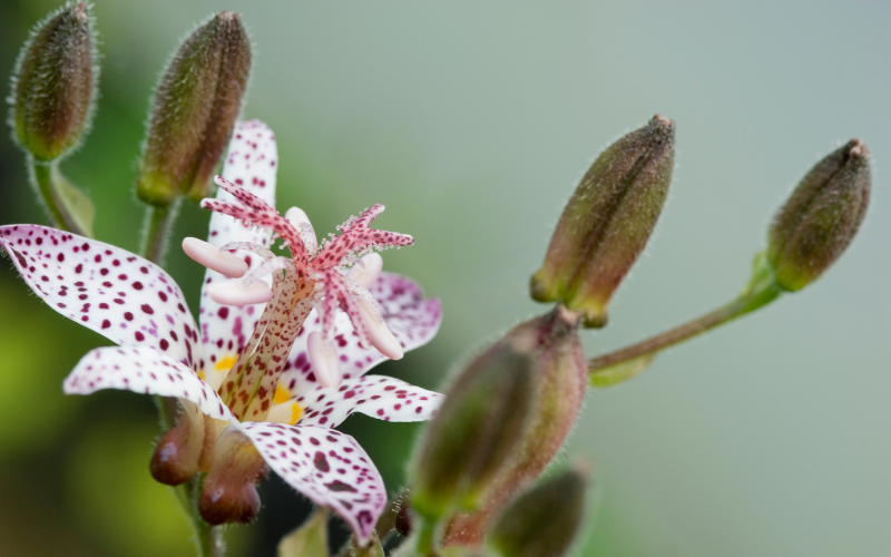 Tricyrtis hirta “Miyazaki” Flower - Flowers Name Starting with T