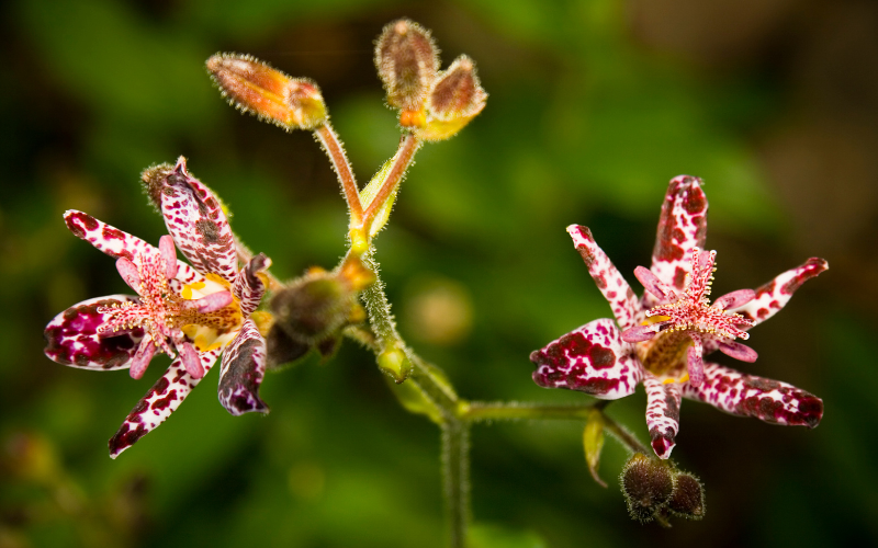 Tricyrtis macrantha Flower - Flowers Name Starting with T