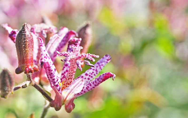 Tricyrtis macropoda Flower - Flowers Name Starting with T