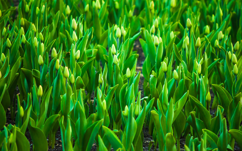Tulip Flower - Green Flowers Name