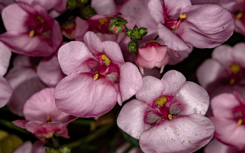 Twinspur Flower - Flowers Name Starting with T