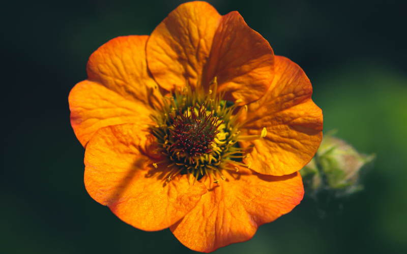 Verawood Flower - Orange Flowers Name