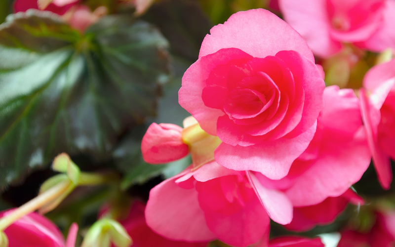 Wax Begonia Flower- Pink Flowers Name