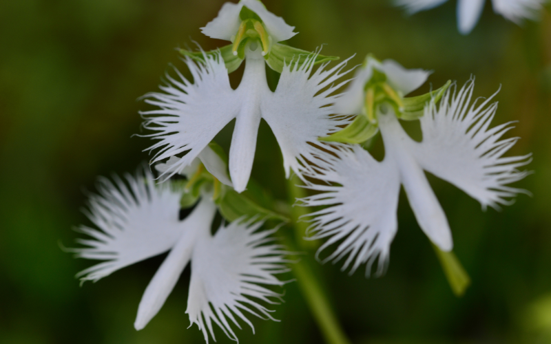 White Egret Orchid Flower - Flowers that Look Like Animals