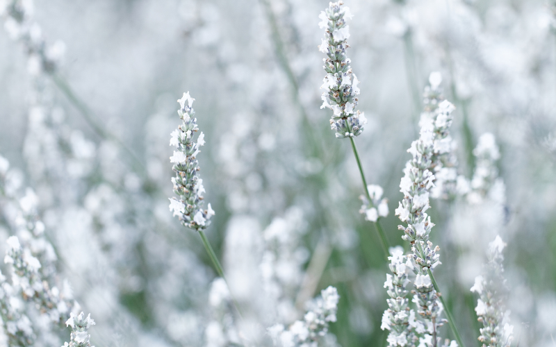 White Lavender Flower - White Flowers Name