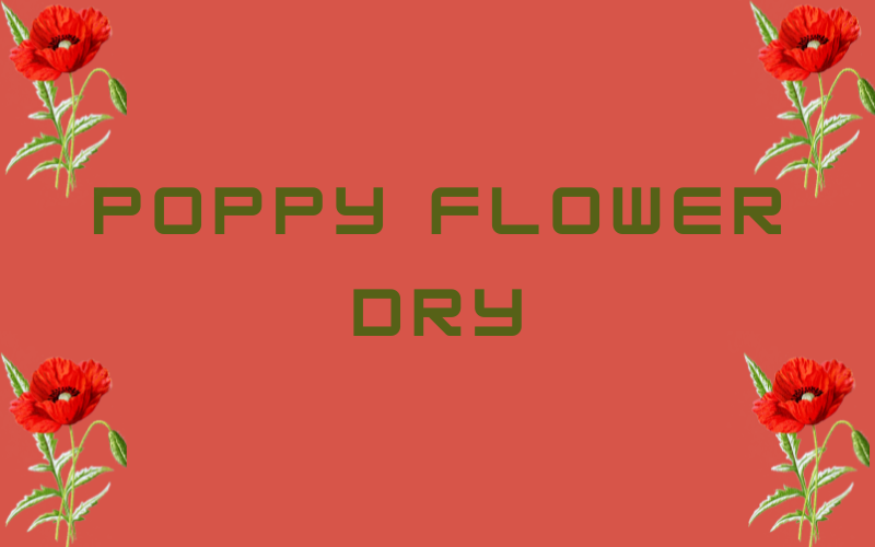 poppy flower dry