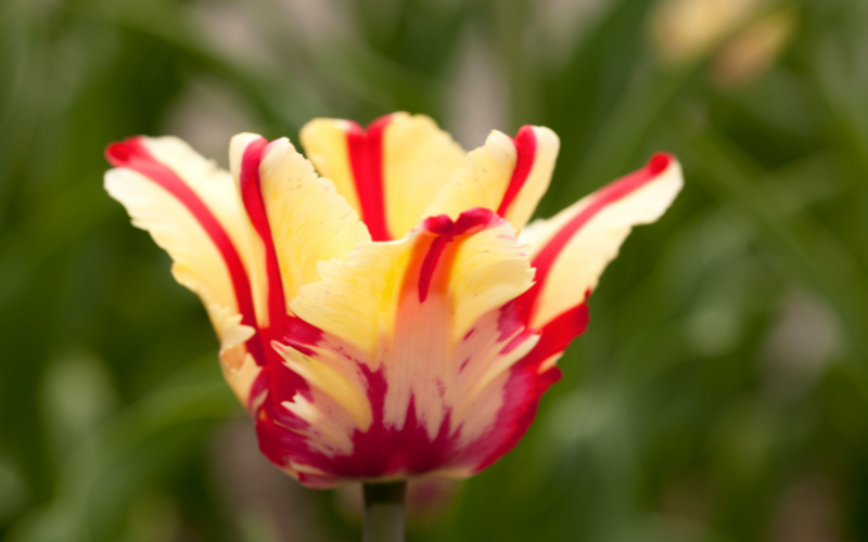 ‘Flaming Parrot’ Tulip Flower - Flowers Name Starting with F