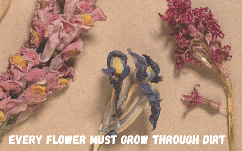 dried flowers quotes tumblr