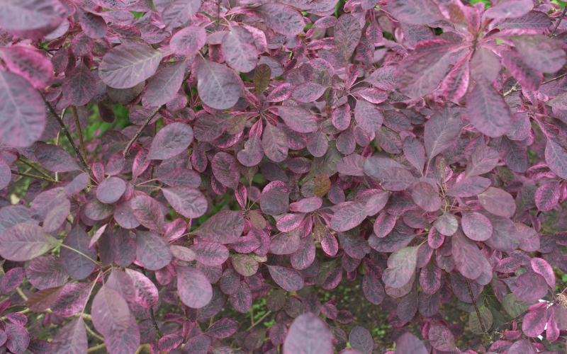 purple leaves plant deficiency