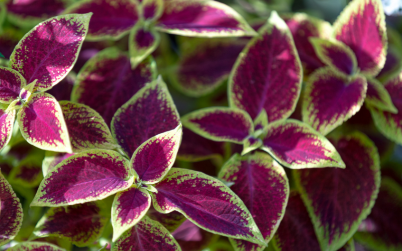 purple leaf plant outdoor
