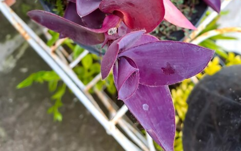 purple leaf plant name