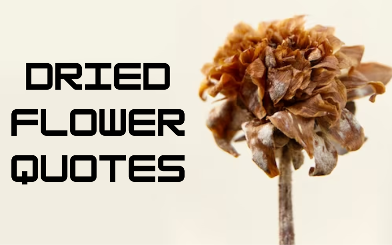 Dried flower quotes love