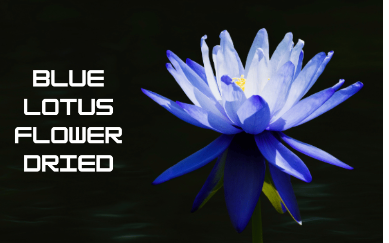 blue lotus tea side effects