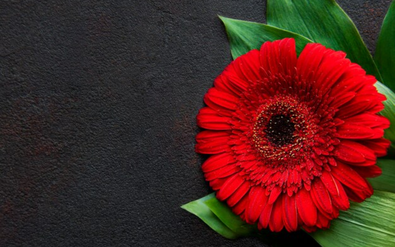 Red flowers arrangements