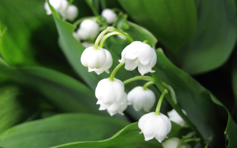 White flower images