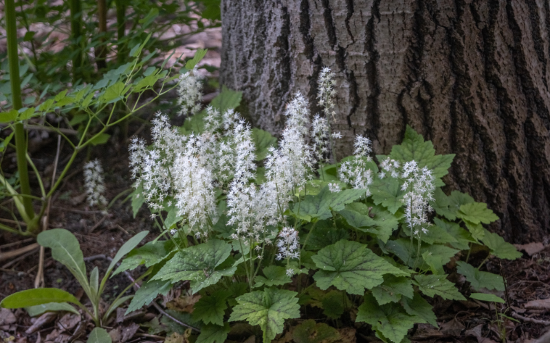 Popular white flowers name