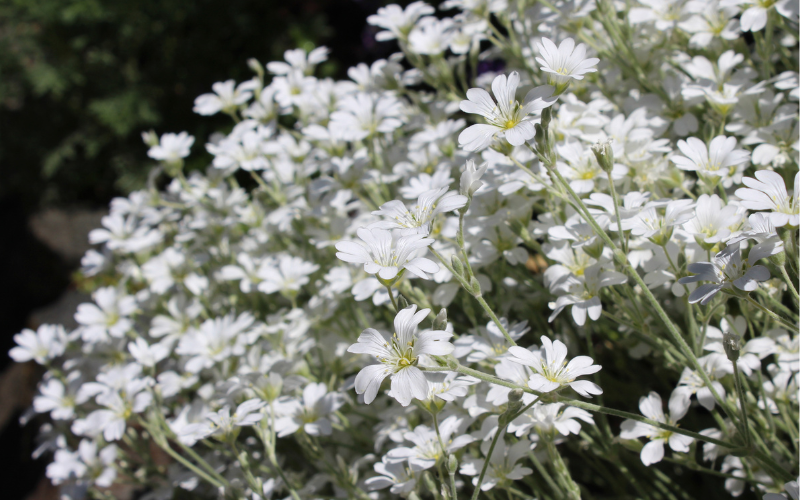 small white flower names and pictures