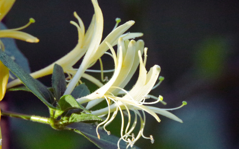 fresh white flowers near me