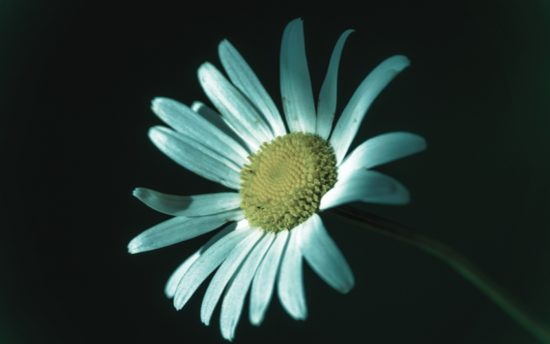 small white flowers used in bouquets name