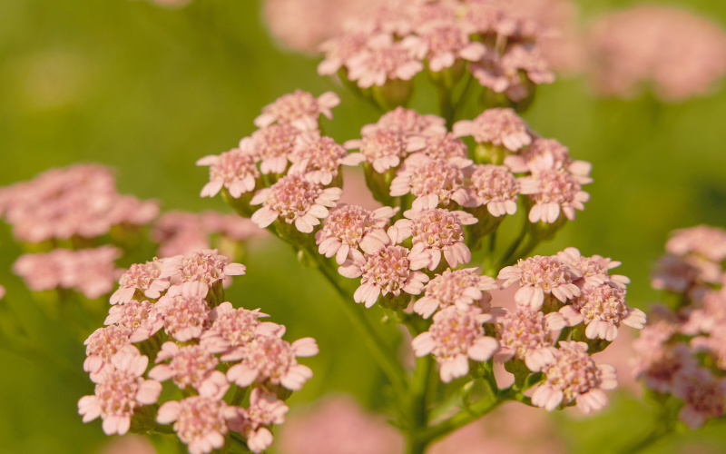 White flower oil