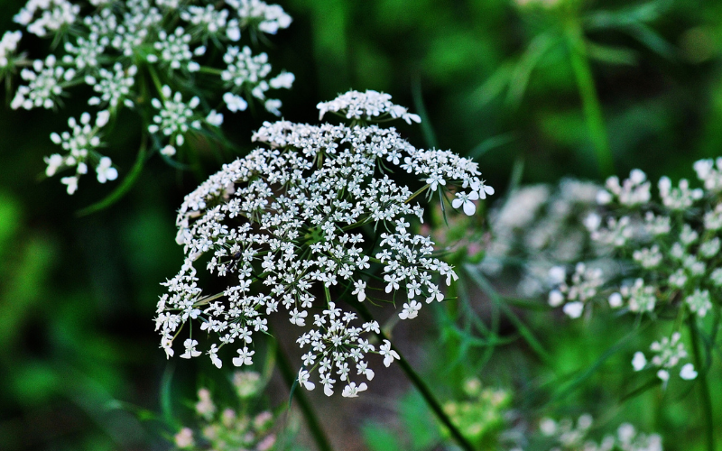 White wedding flowers name