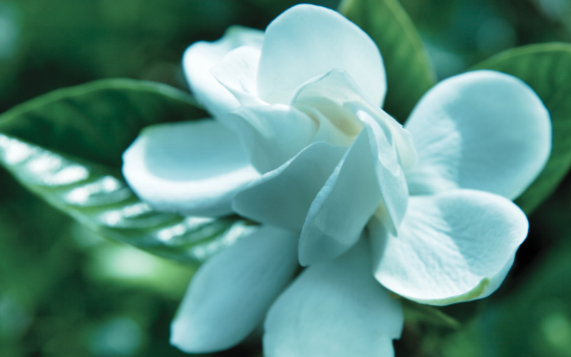 White decoration flowers name