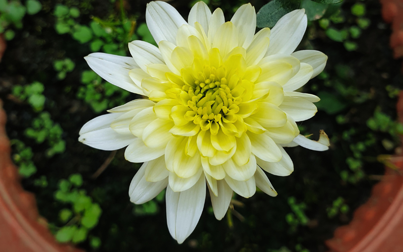 white chrysanthemum plant